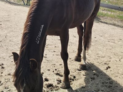 09' mustang mare