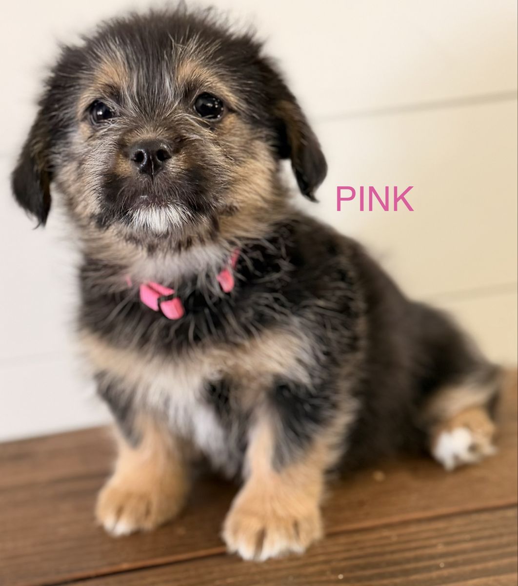 Shih Tzu/Corgi (Shorgi) Puppies! CUTE CUTE!!!