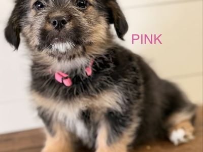 Shih Tzu/Corgi (Shorgi) Puppies! CUTE CUTE!!!