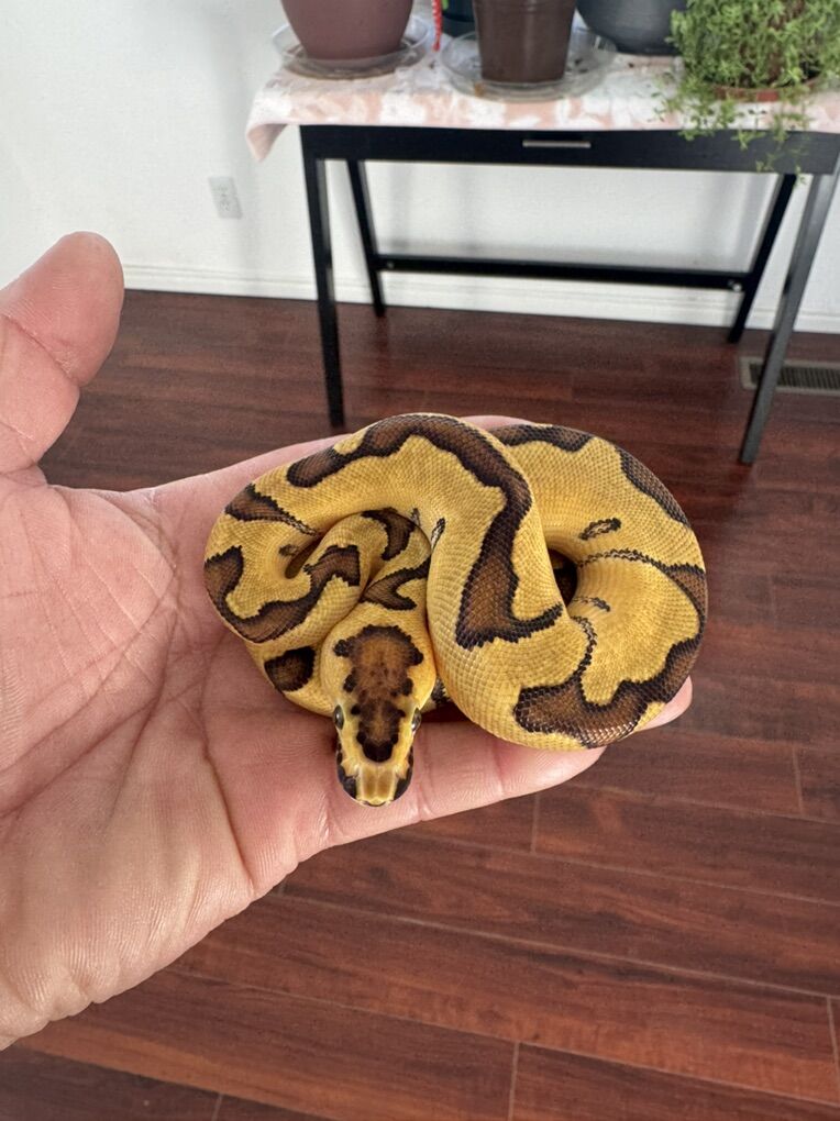 Female Fire Enchi Clown ball Python Hatchling