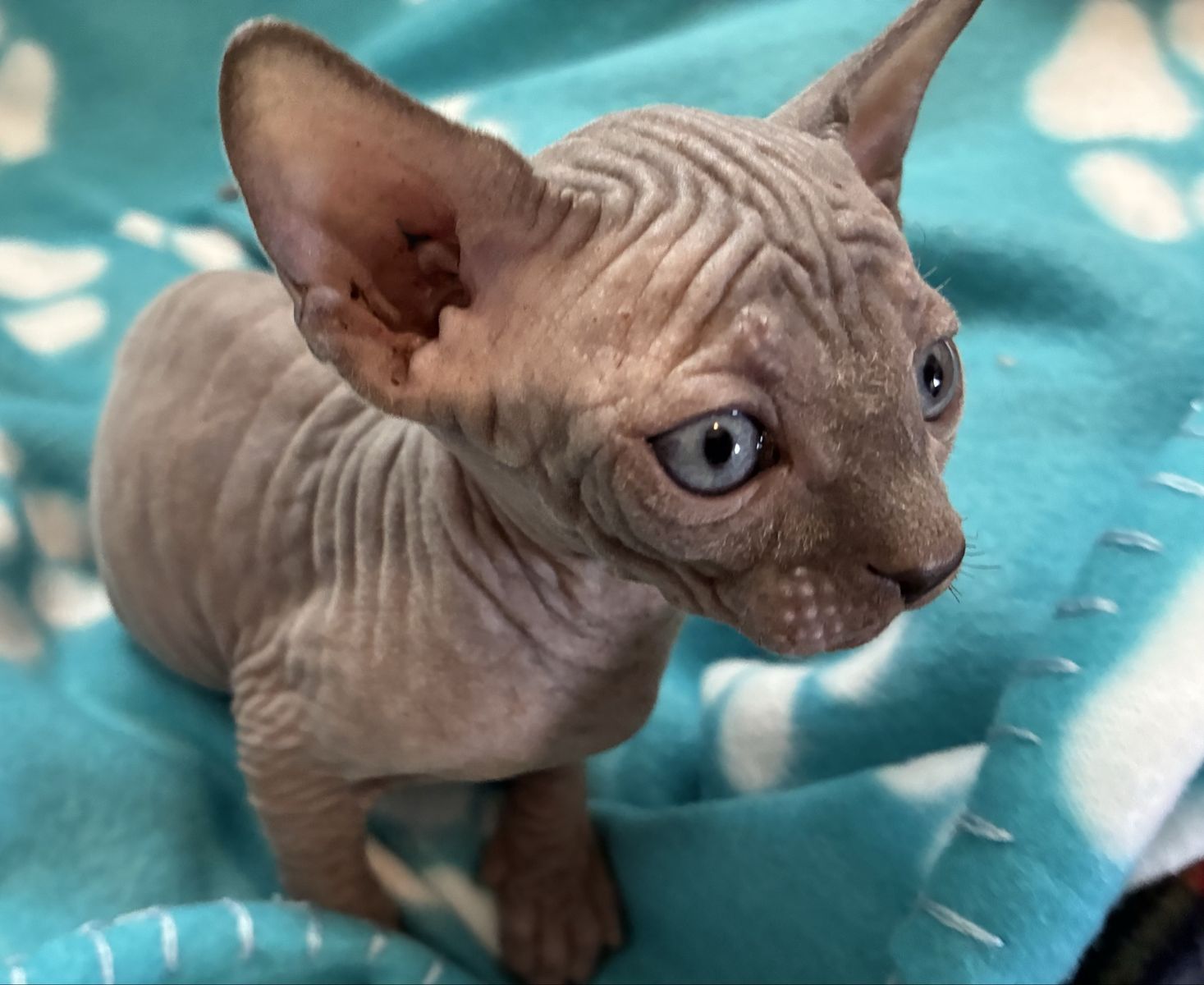 Sphynx kittens, hairless cats