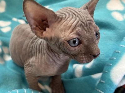 Sphynx kittens, hairless cats