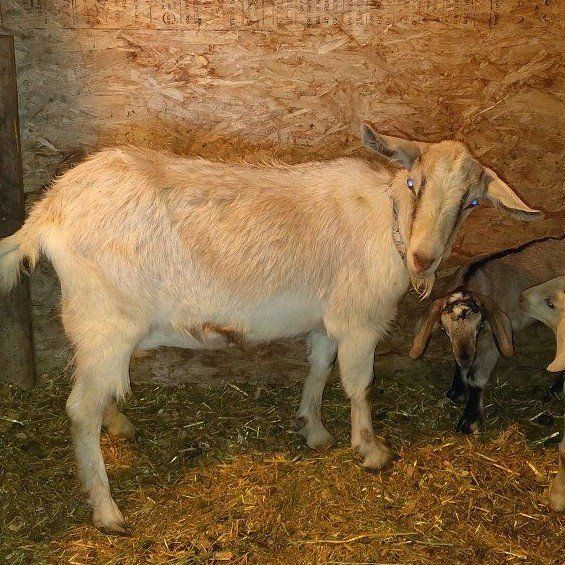 Alpine /Boer cross Doe READ the description