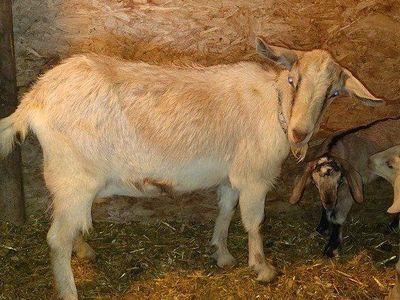 Alpine /Boer cross Doe READ the description