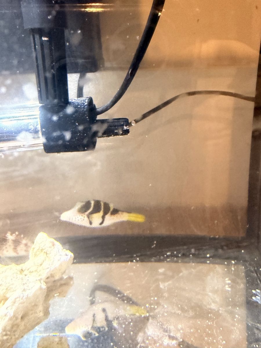 Valentini Puffer