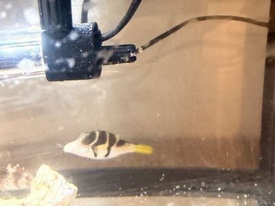 Valentini Puffer