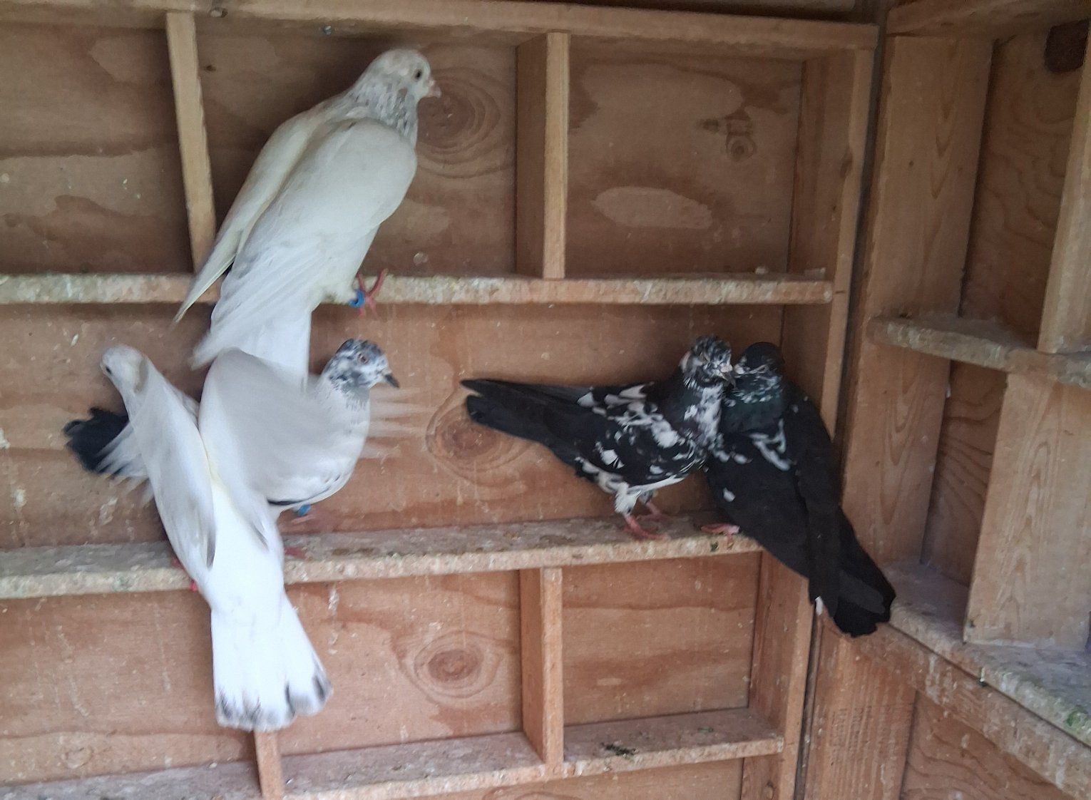 Roller pigeon kit of 8 birds 
Selling as a Kit