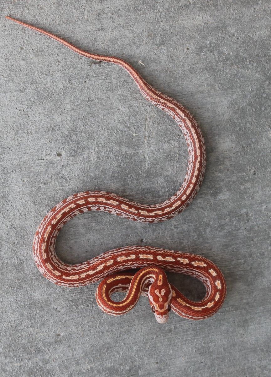 BEAUTIFUL CORN SNAKE GIRL