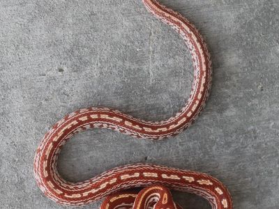 BEAUTIFUL CORN SNAKE GIRL