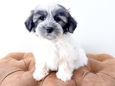 Coton de Tulear Companion Dog ~Maltese, Shih Tzu