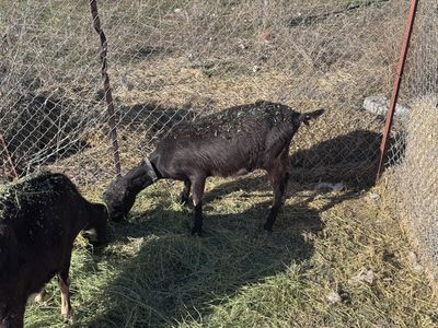 Alpine Lamancha Cross Goats