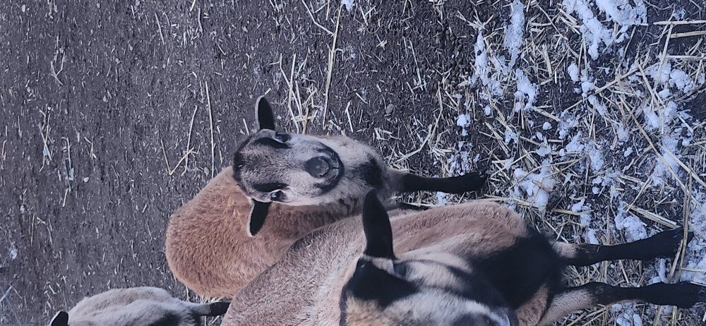 American Blackbelly Ewe Lamb
