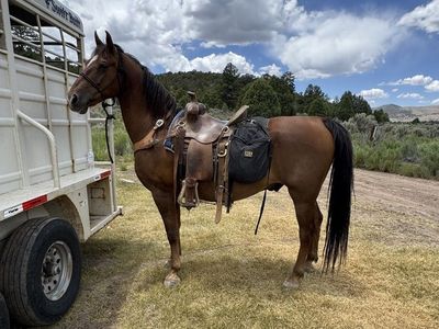 5 YR OLD GELDING - CAN DELIVER FOR A FEE