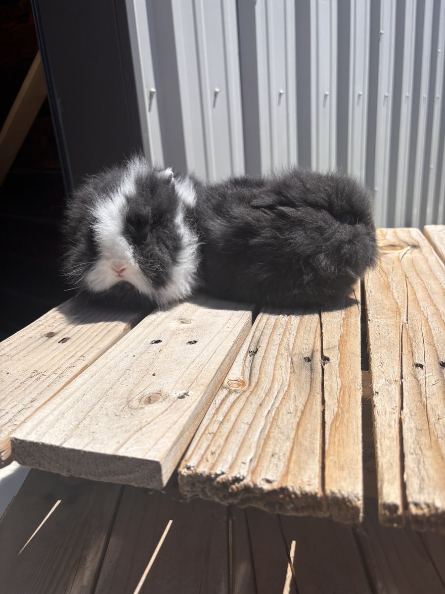 Lionhead Rabbit Bucks