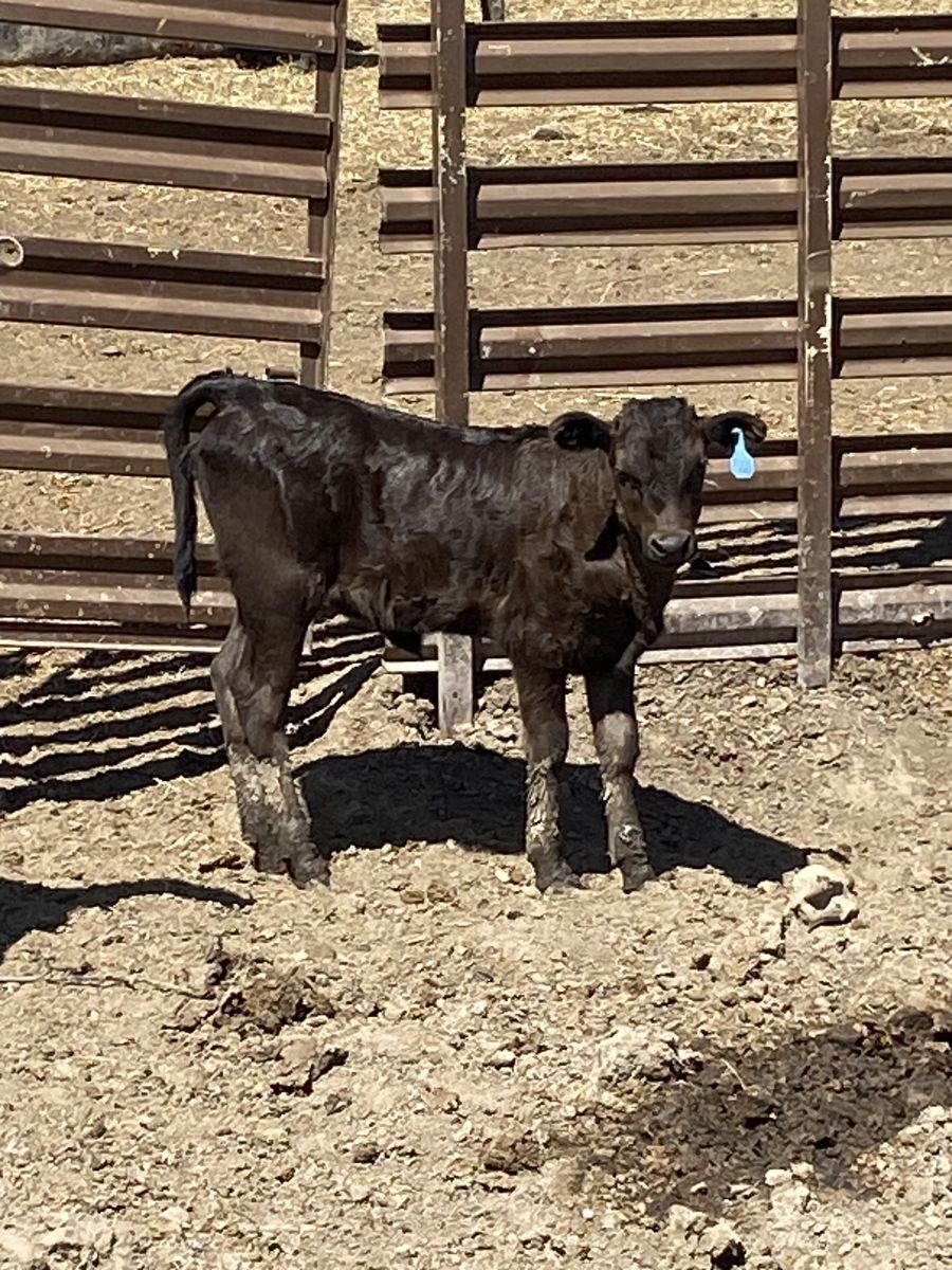 Corriente roping calves