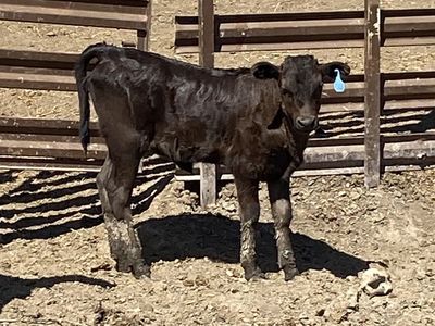 Corriente roping calves