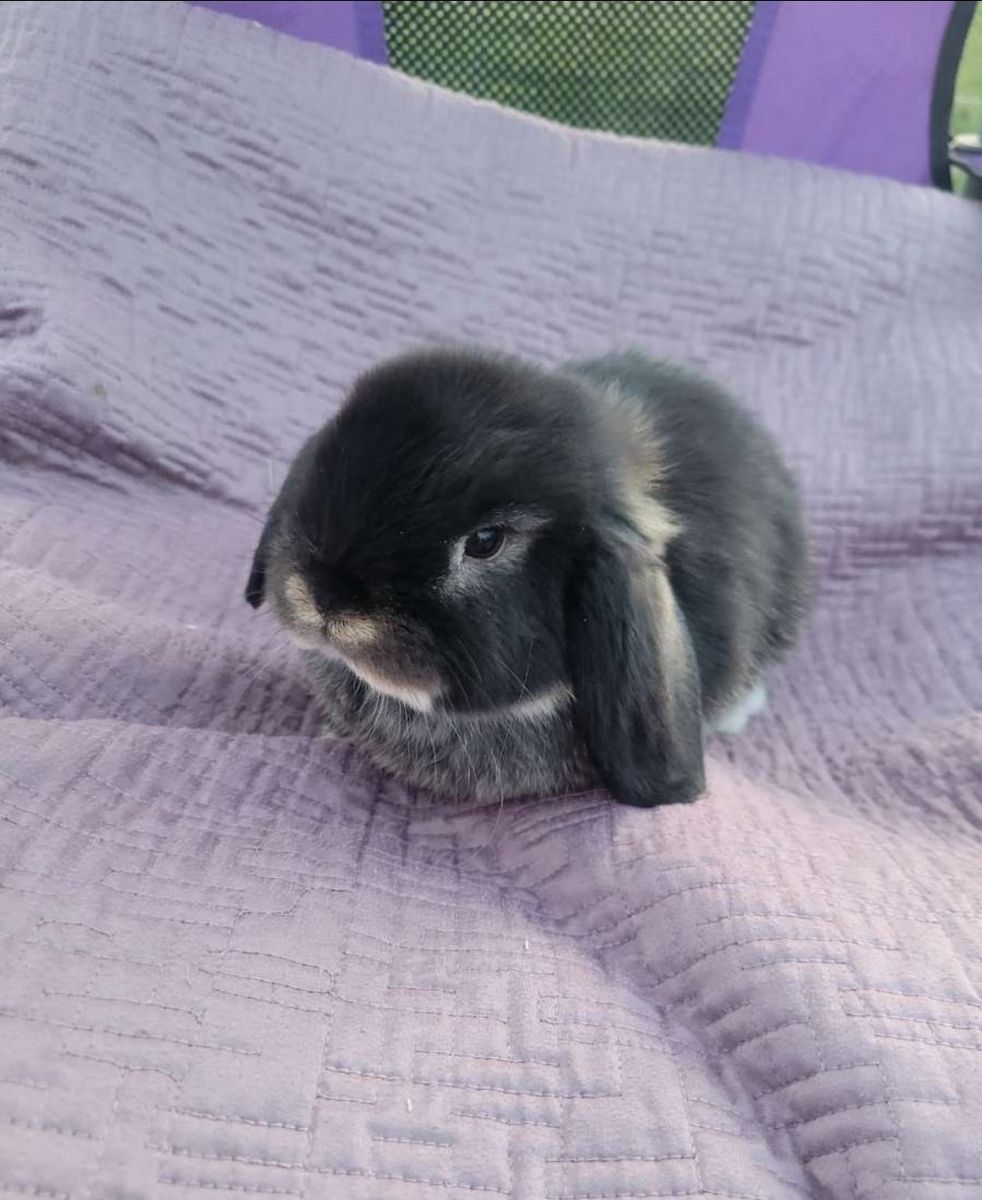 Mini Holland Lops