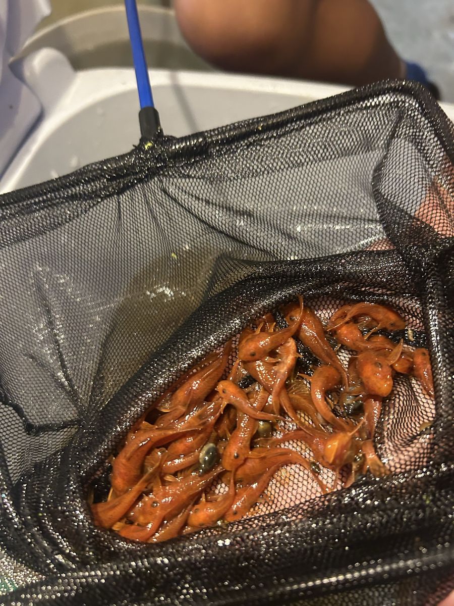 Super Red Shortfin pleco