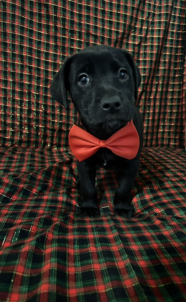 New Year Puppies – Pit/Lab Mix – Ready Dec 21