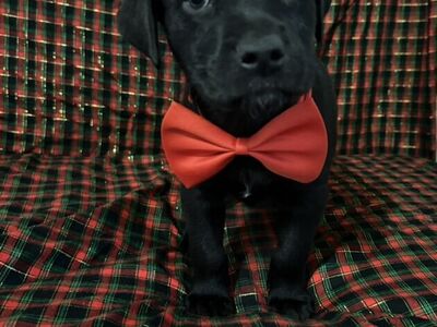 New Year Puppies – Pit/Lab Mix – Ready Dec 21