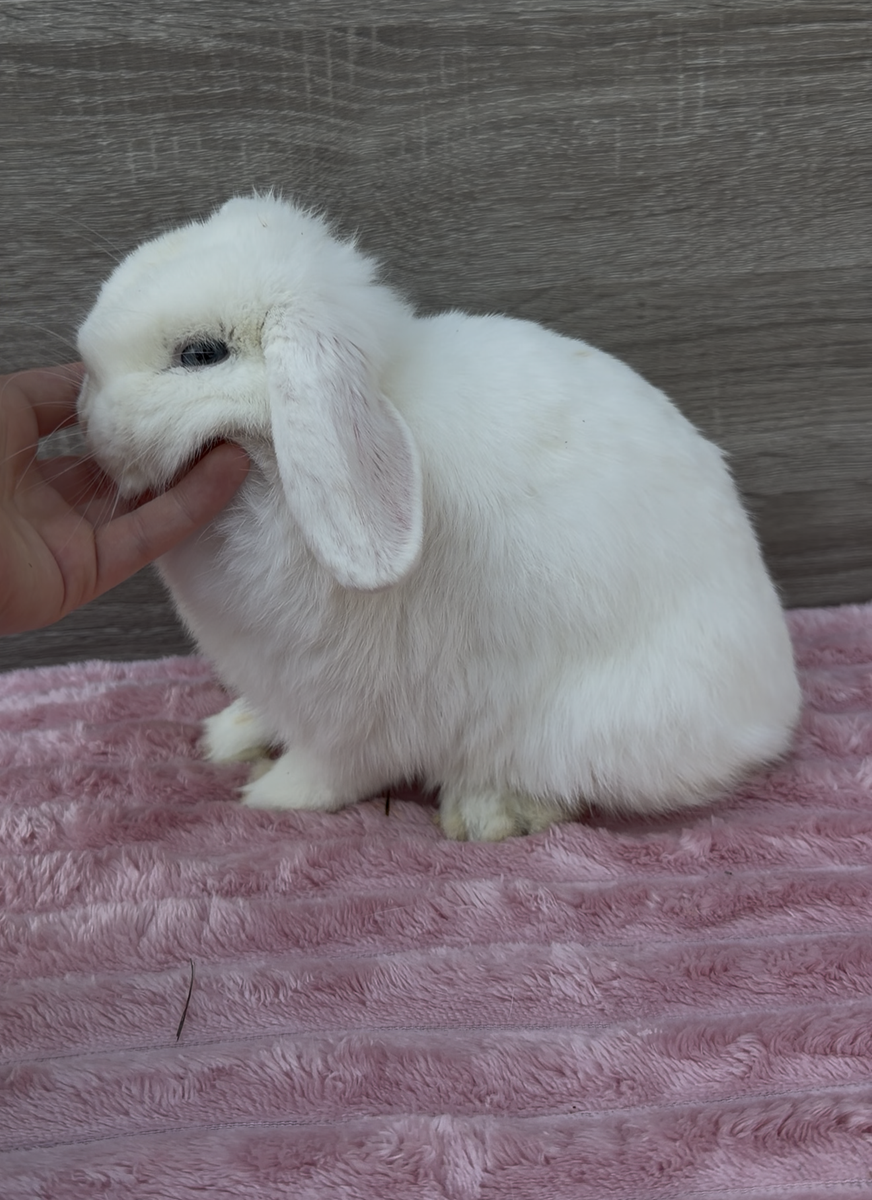 Sweet Holland Lop Doe