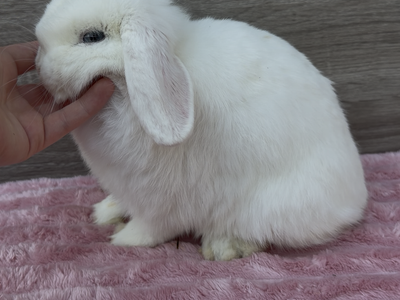 Sweet Holland Lop Doe
