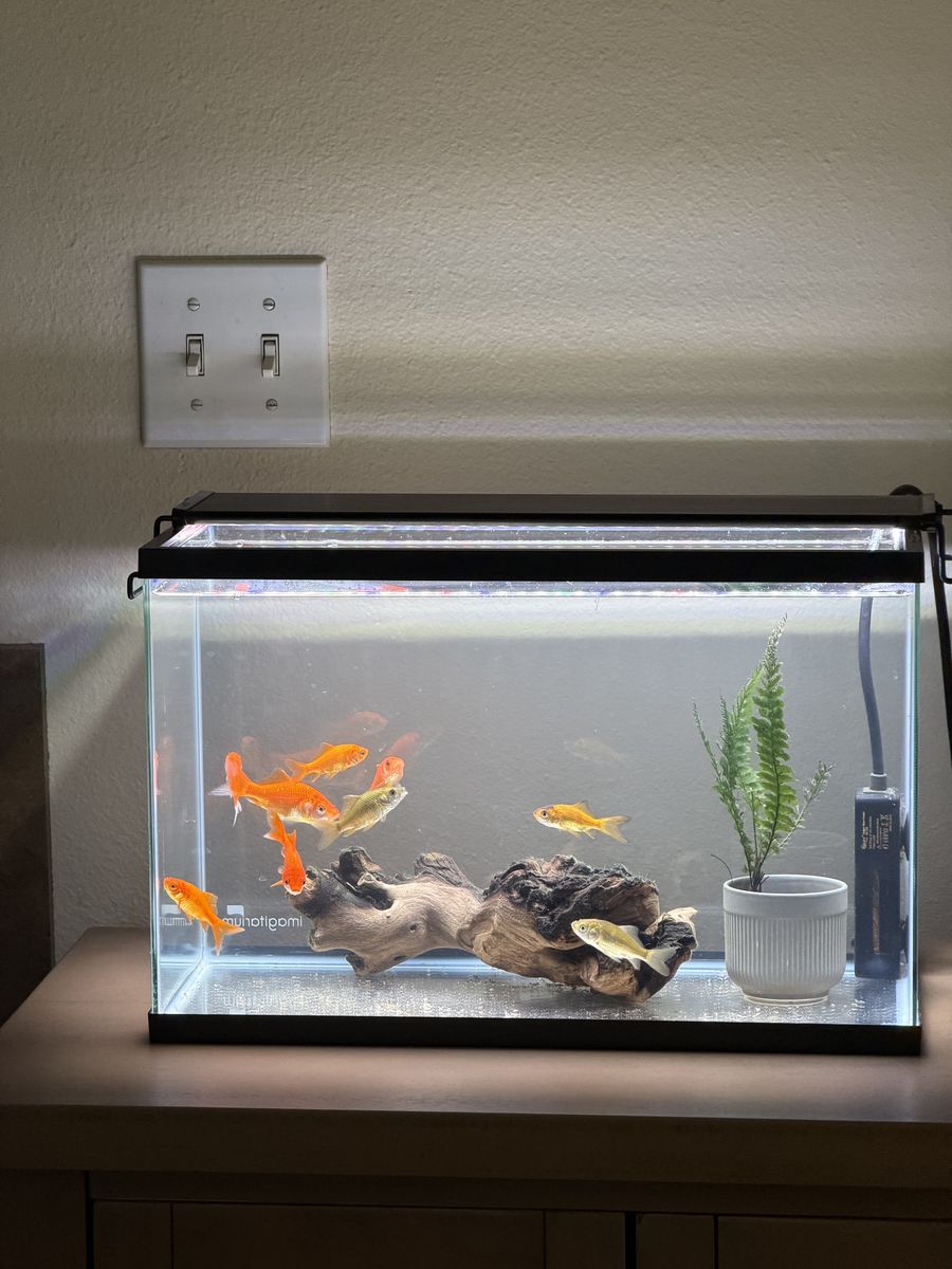 Save Goldfish from a High School Prank!