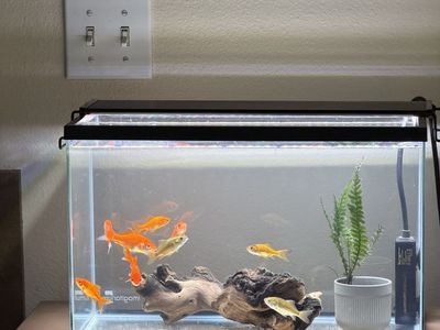 Save Goldfish from a High School Prank!
