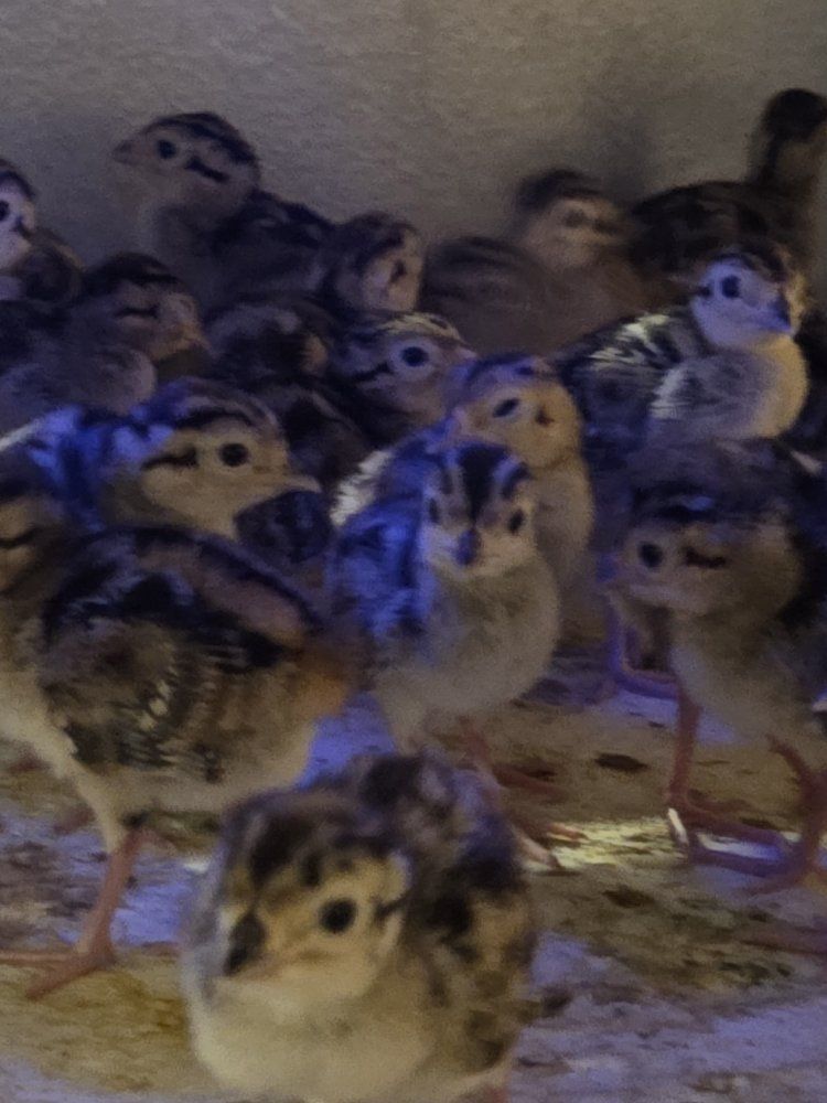 Chukar and Pheasant chicks