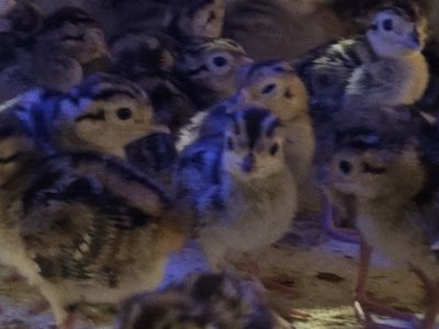 Chukar and Pheasant chicks