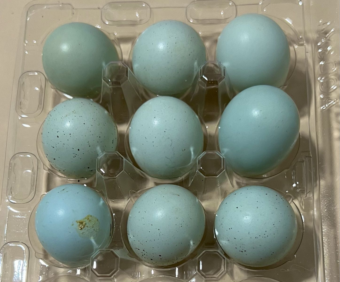 Fresh Celadon Quail Eggs for Eating or Pet