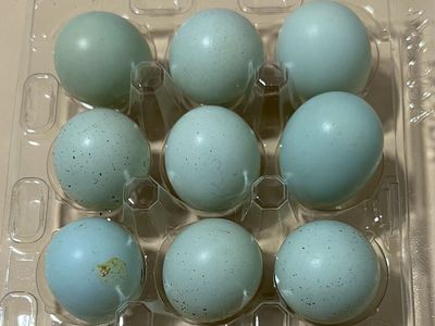 Fresh Celadon Quail Eggs for Eating or Pet