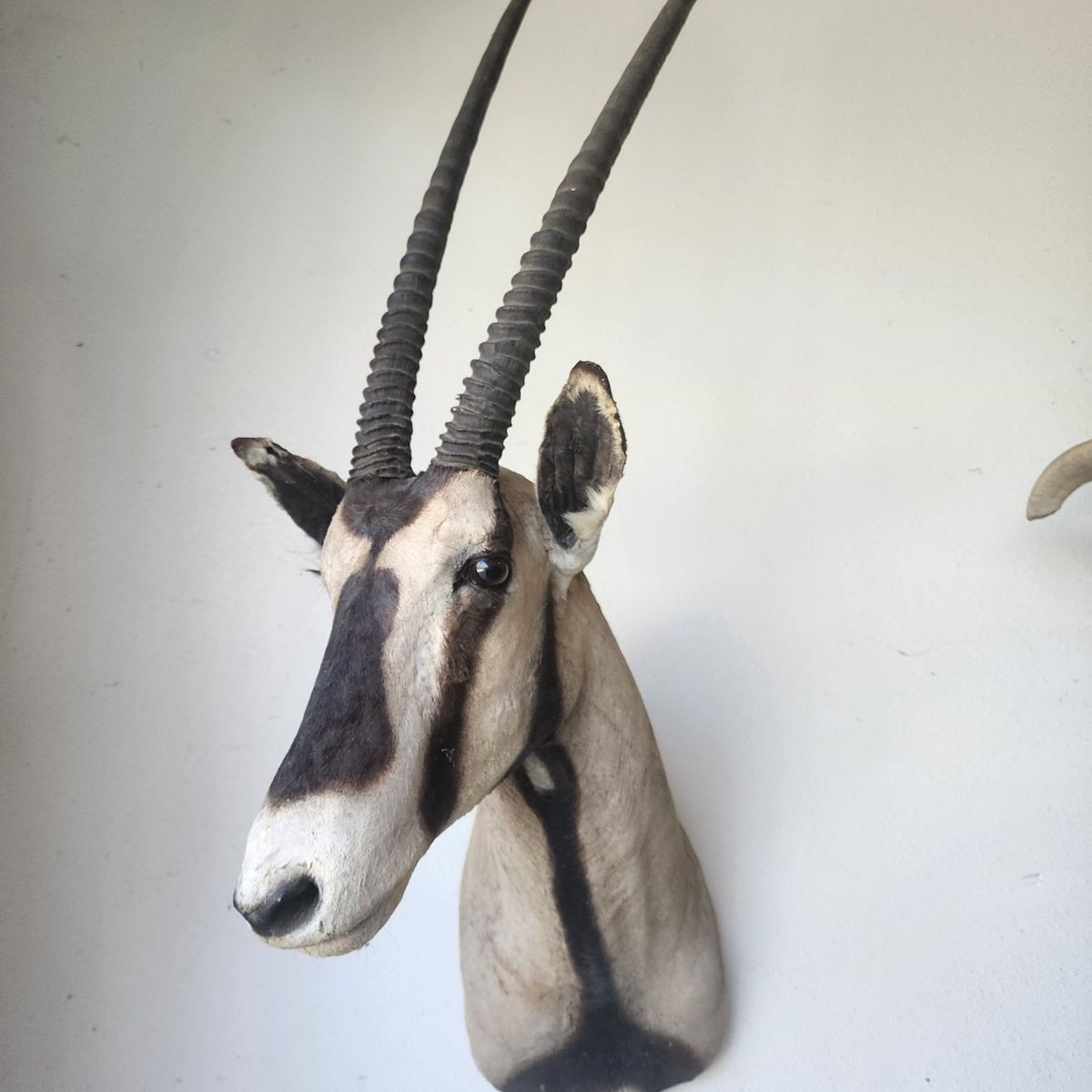 African Gemsbok