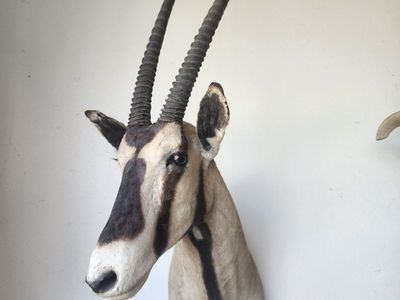 African Gemsbok
