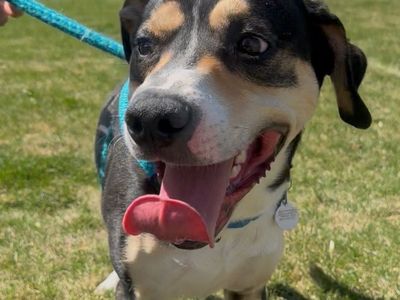 Hello my name is Smartie