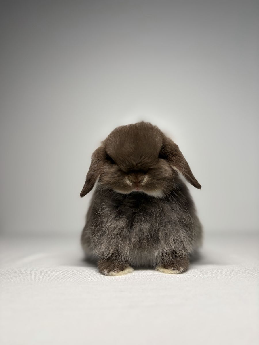Holland Lop buck