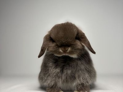 Holland Lop buck