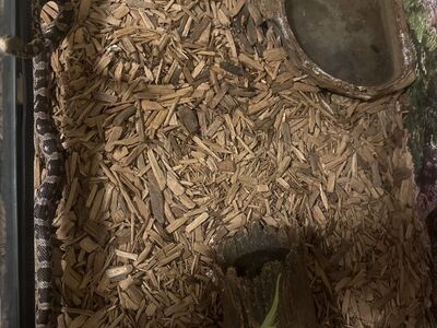Free corn Snake And 40 Gallon