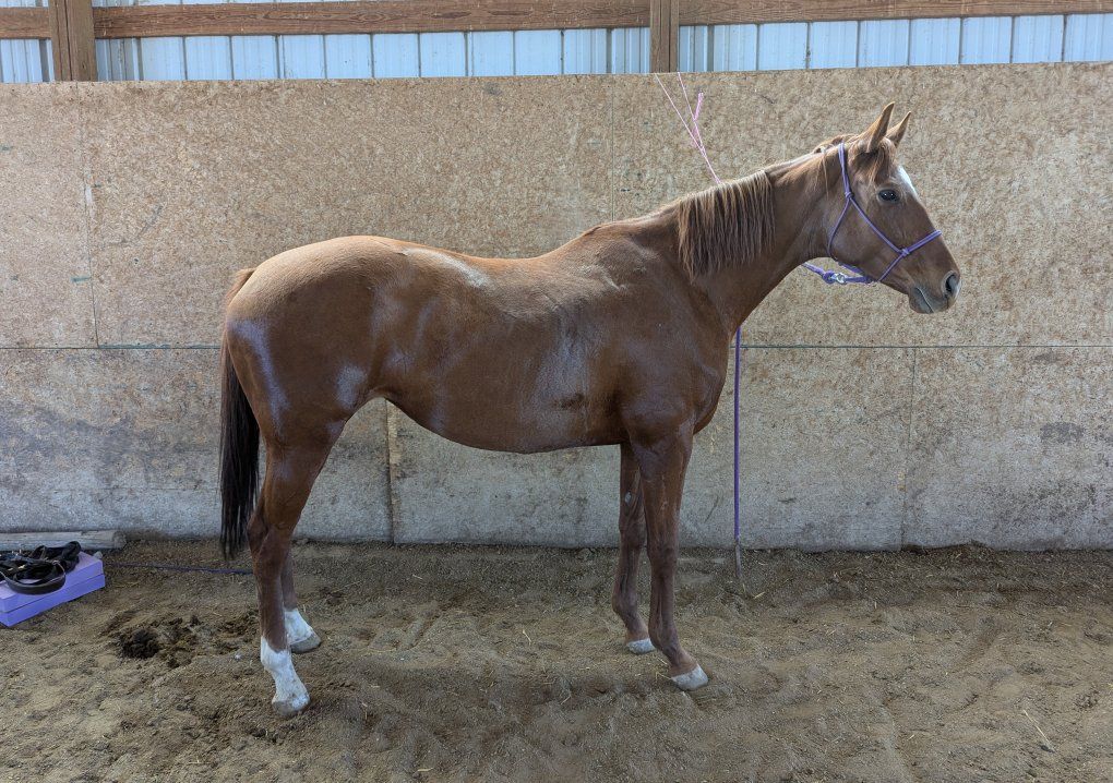 7 y/o OTTB Project or Brood Mare