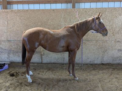 7 y/o OTTB Project or Brood Mare