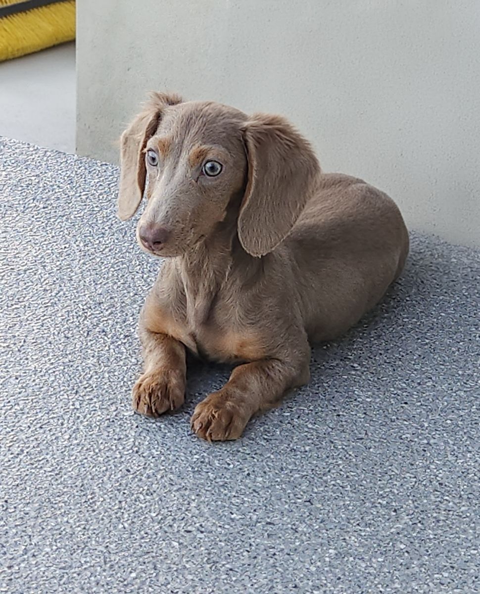 Mini dachshund