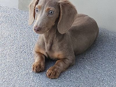 Mini dachshund