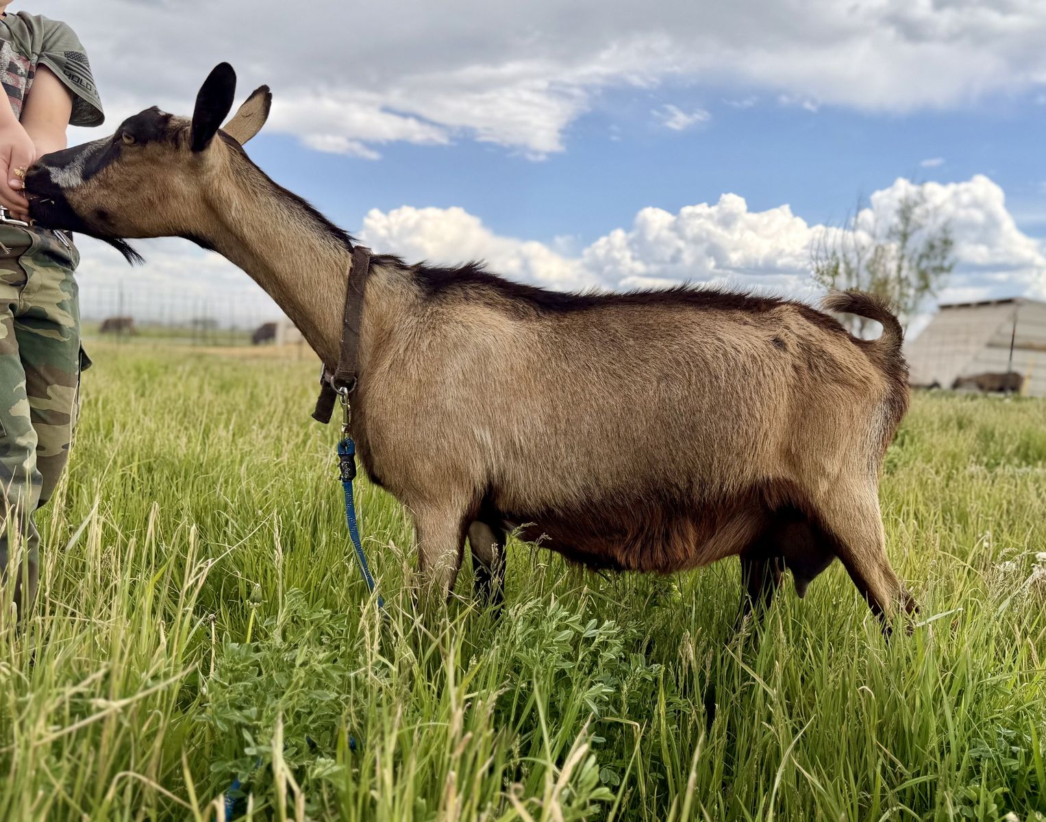 ADGA Registered Very Friendly Alpine Doe Goat In Milk