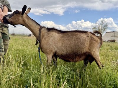 ADGA Registered Very Friendly Alpine Doe Goat In Milk