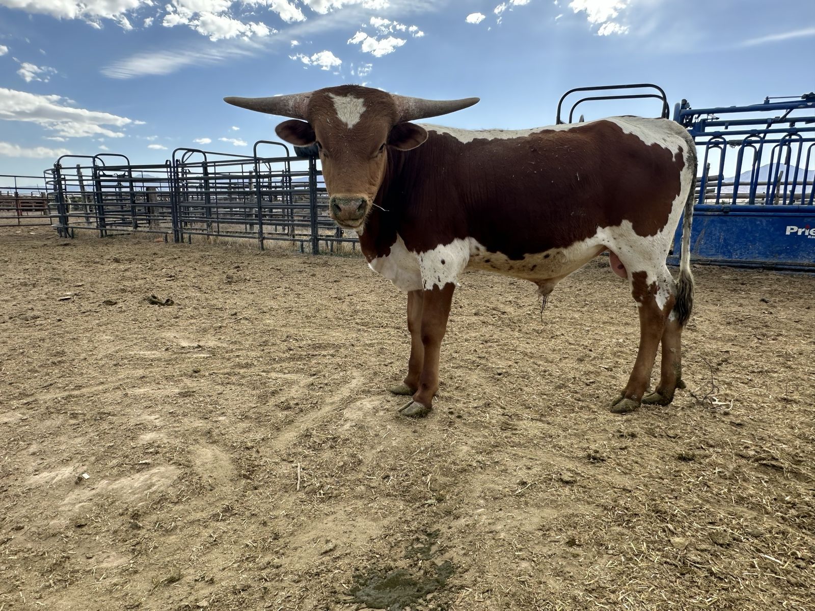 Longhorn Bull