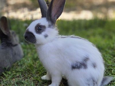 Checkered Giant Rhinelander cross Bunny Rabbits