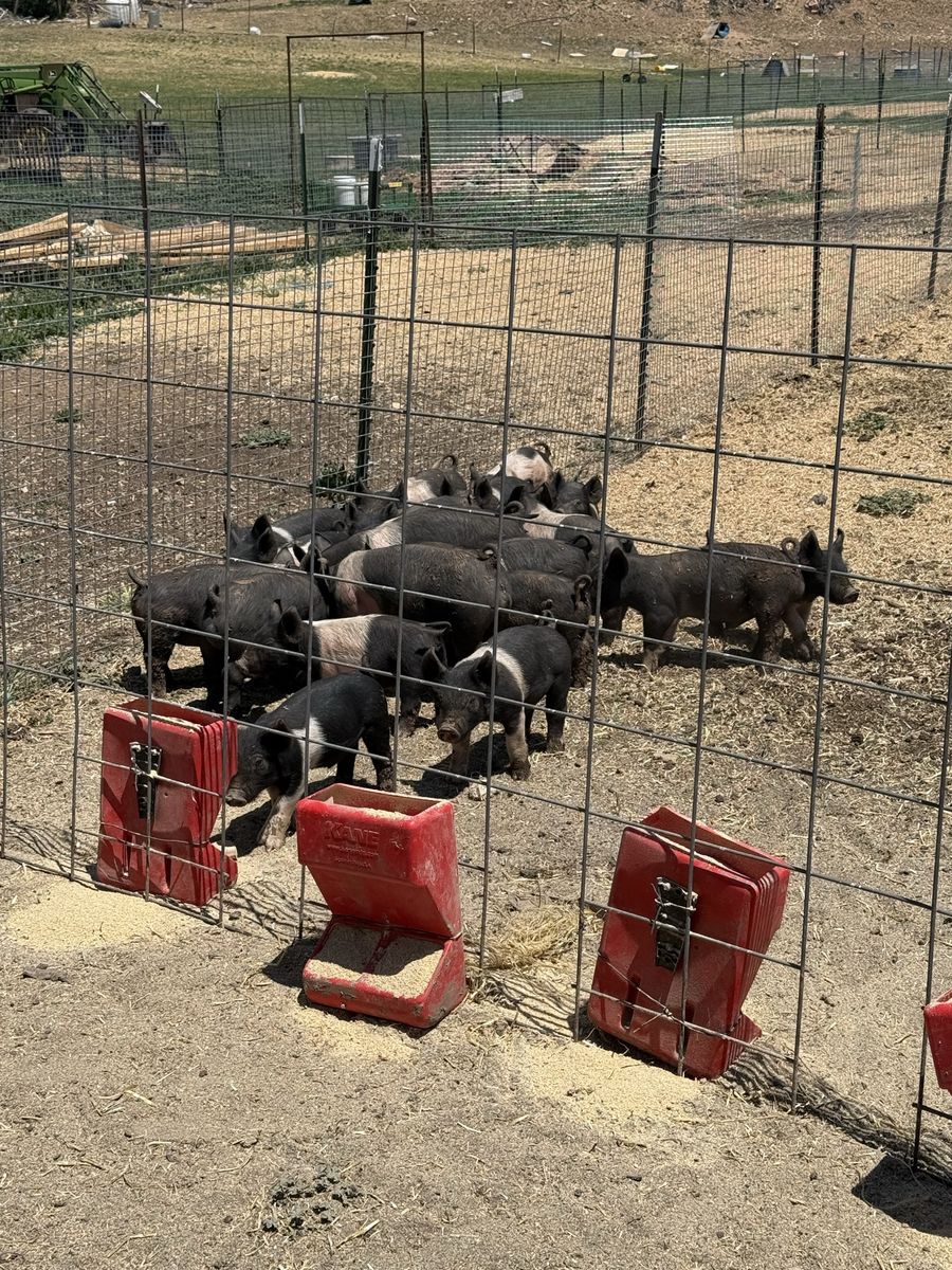 Feeder pigs