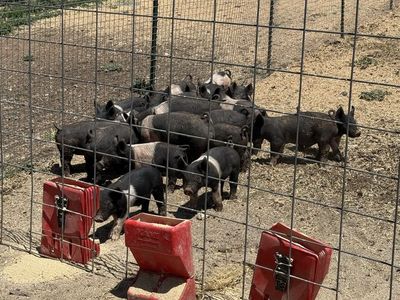 Feeder pigs