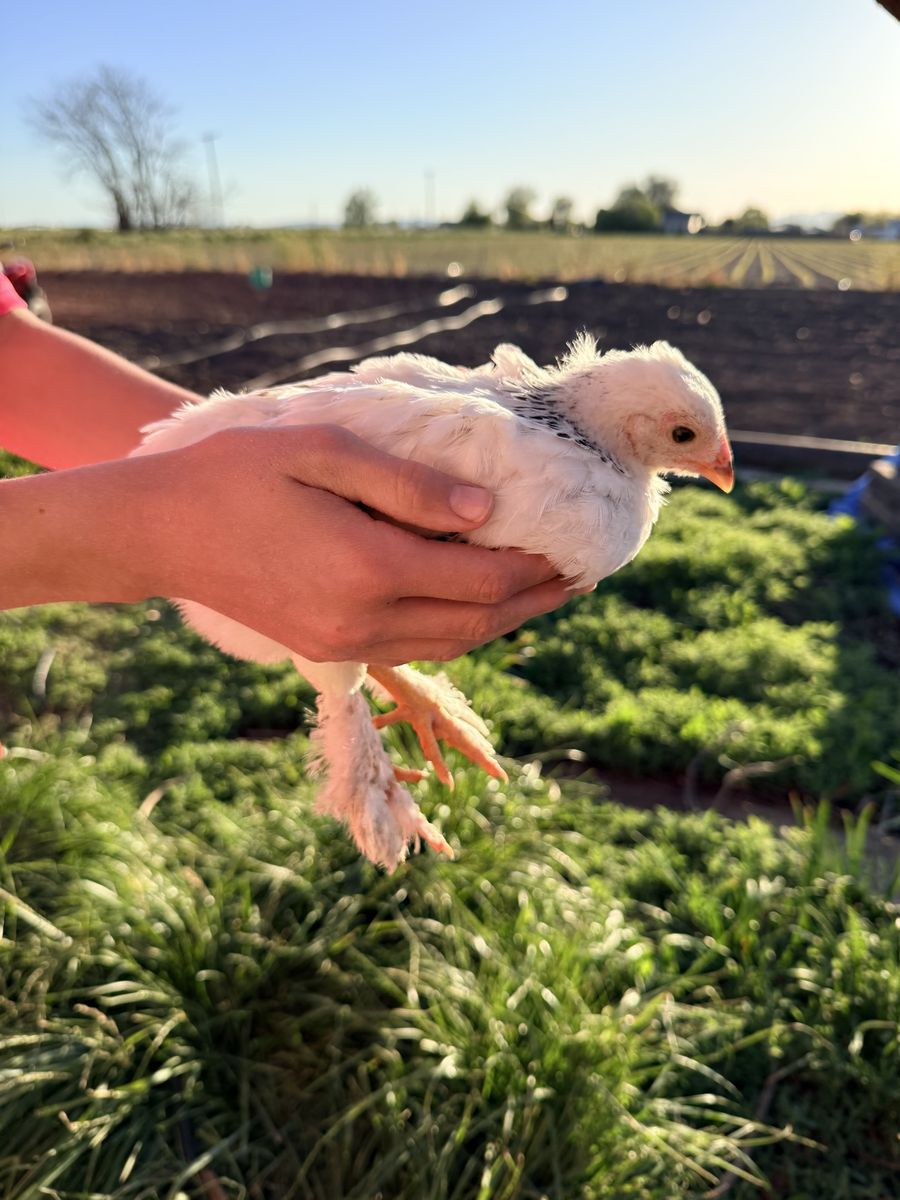 Brahma pullets