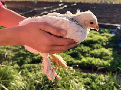 Brahma pullets